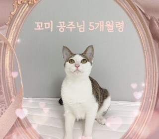 한국 고양이 무료분양