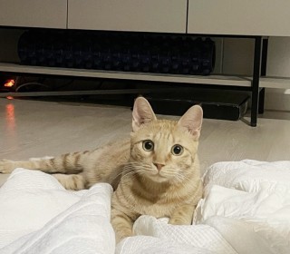 한국 고양이 무료분양