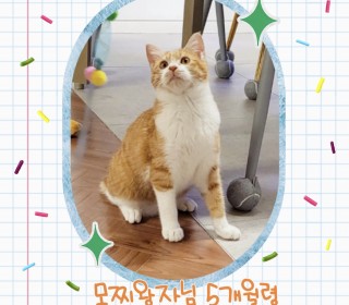 한국 고양이 무료분양