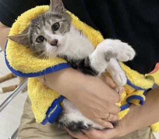 한국 고양이 무료분양