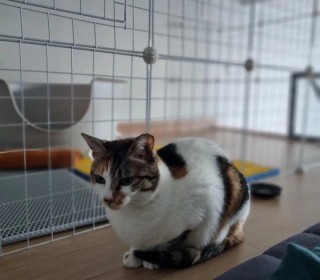 한국 고양이 무료분양