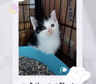 한국 고양이 무료분양