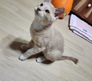 한국 고양이 무료분양