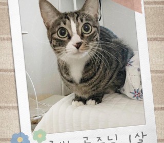 한국 고양이 무료분양