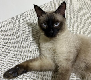 샴 무료분양