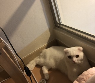 스코티쉬 폴드 무료분양