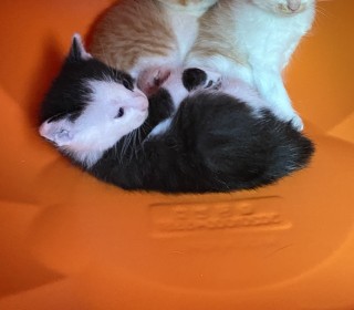 한국 고양이 무료분양