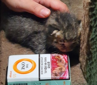 한국 고양이 무료분양
