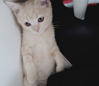 브리티쉬숏 무료분양