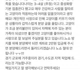 한국 고양이 무료분양