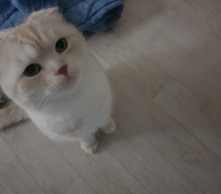 스코티쉬 폴드 무료분양