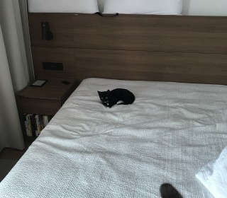 한국 고양이 무료분양