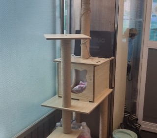 한국 고양이 무료분양
