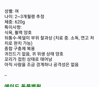 한국 고양이 무료분양
