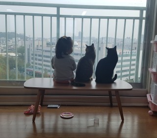 한국 고양이 무료분양