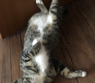 한국 고양이 무료분양
