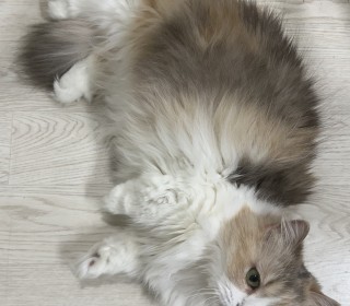 기타 무료분양