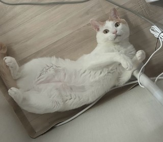 한국 고양이 무료분양
