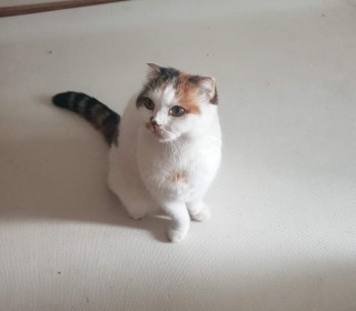 스코티쉬 폴드 무료분양