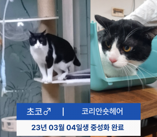 한국 고양이 무료분양
