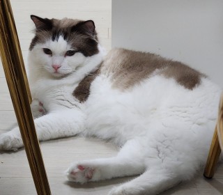 렉돌 무료분양