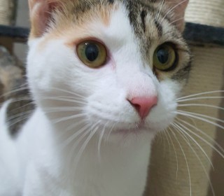 한국 고양이 무료분양