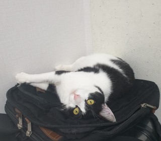 한국 고양이 무료분양