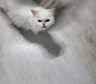 페르시안 무료분양
