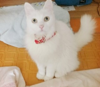 터키쉬앙고라 무료분양