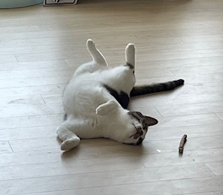 한국 고양이 무료분양