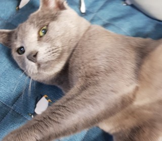 러시안 블루 무료분양