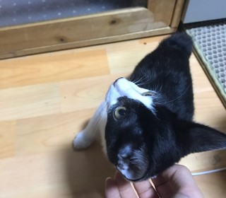 한국 고양이 무료분양