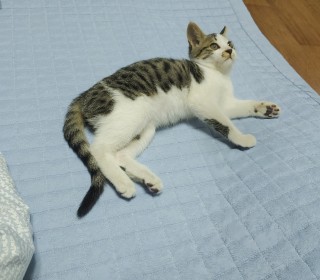한국 고양이 무료분양