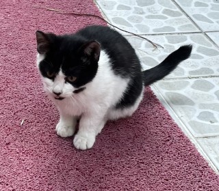 한국 고양이 무료분양
