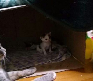 한국 고양이 무료분양
