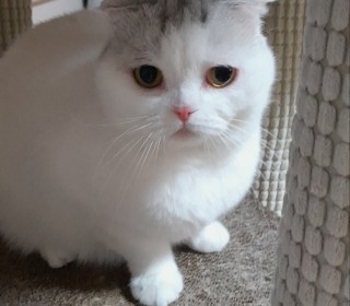 스코티쉬 폴드 무료분양