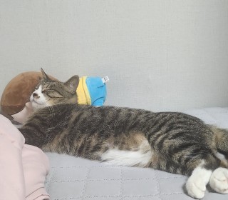 한국 고양이 무료분양