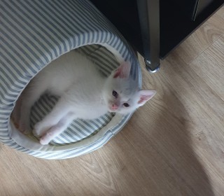 한국 고양이 무료분양