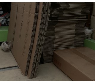 한국 고양이 무료분양