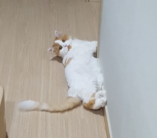 기타 무료분양