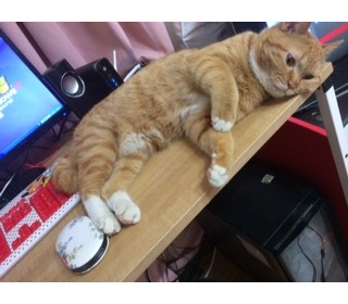 한국 고양이 무료분양
