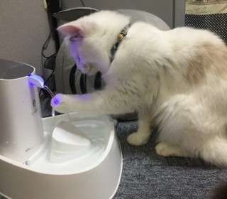렉돌 무료분양
