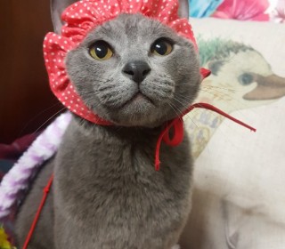 기타 무료분양