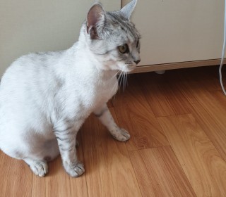 아메리칸 숏헤어 무료분양