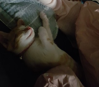 한국 고양이 무료분양
