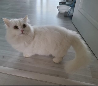 기타 무료분양
