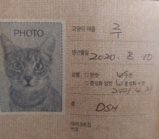 한국 고양이 무료분양