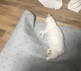 브리티쉬숏 무료분양