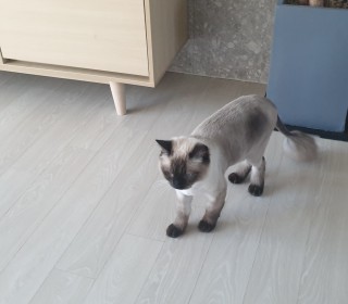 렉돌 무료분양