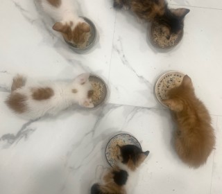 한국 고양이 무료분양